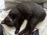 À accueillir : chaton femelle noire de 3 mois
