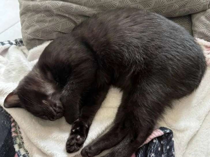 À accueillir : chaton femelle noire de 3 mois