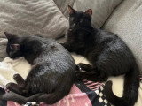 À accueillir : chaton femelle noire de 3 mois