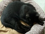 Adoption disponible : chaton mâle noir de 3 mois