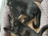 Adoption disponible : chaton mâle noir de 3 mois