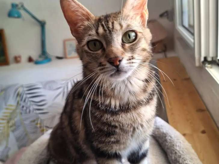 À la recherche d'une famille : chaton femelle tigré de 9 mois