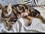 À la recherche d'une famille : chaton femelle tigré de 9 mois