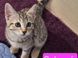 En attente d'un foyer : chaton femelle tigré de 3 mois