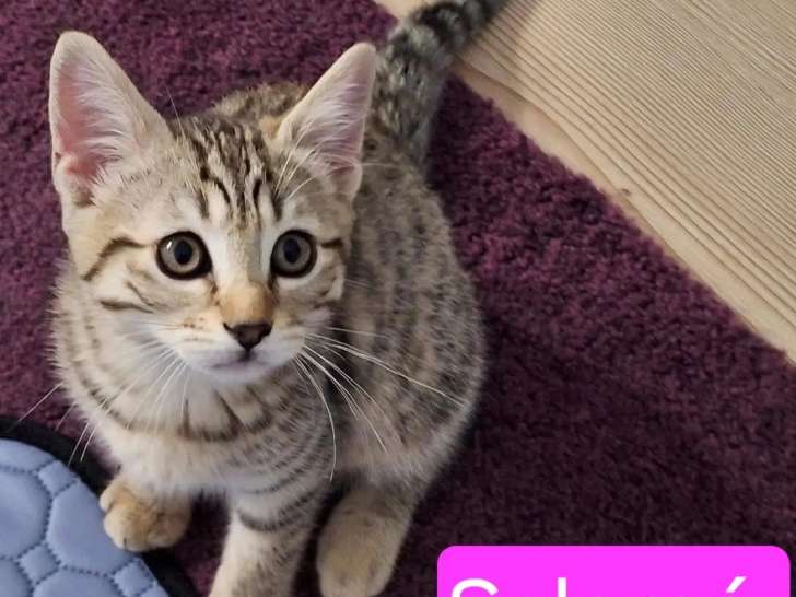 En attente d'un foyer : chaton femelle tigré de 3 mois