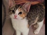 Prêt pour l'adoption : chaton femelle tigré et blanc de 3 mois
