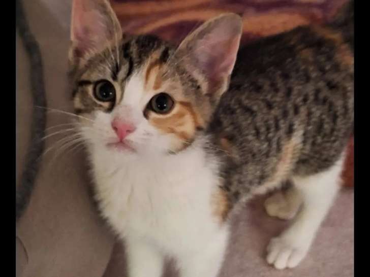 Prêt pour l'adoption : chaton femelle tigré et blanc de 3 mois