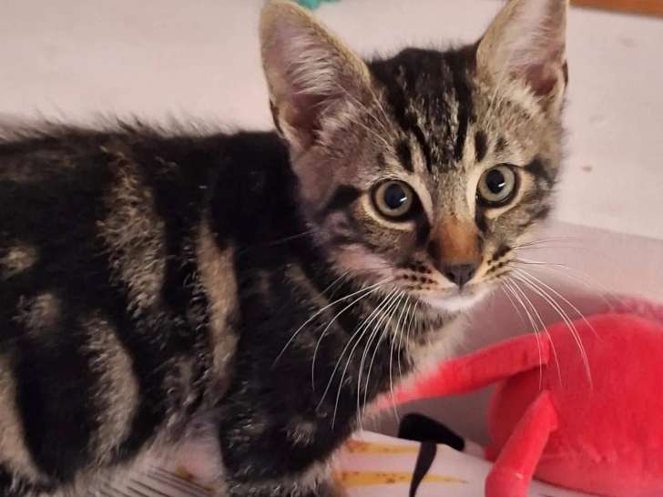 En quête d'un foyer : chaton mâle tigré gris de 3 mois