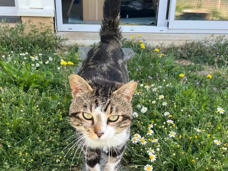 À adopter : chat tigré et blanc de 3 ans