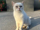 À accueillir : chat blanc de 5 ans