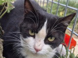 Disponible à l'adoption : chat noir et blanc de 1 an