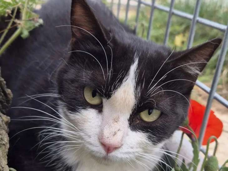 Disponible à l'adoption : chat noir et blanc de 1 an