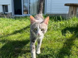 Adoption disponible : chat gris et blanc de 1 an