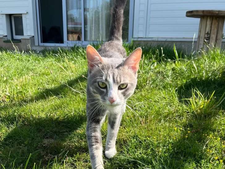 Adoption disponible : chat gris et blanc de 1 an