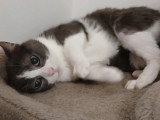 À la recherche d'une famille : chatte grise et blanche de 3 ans