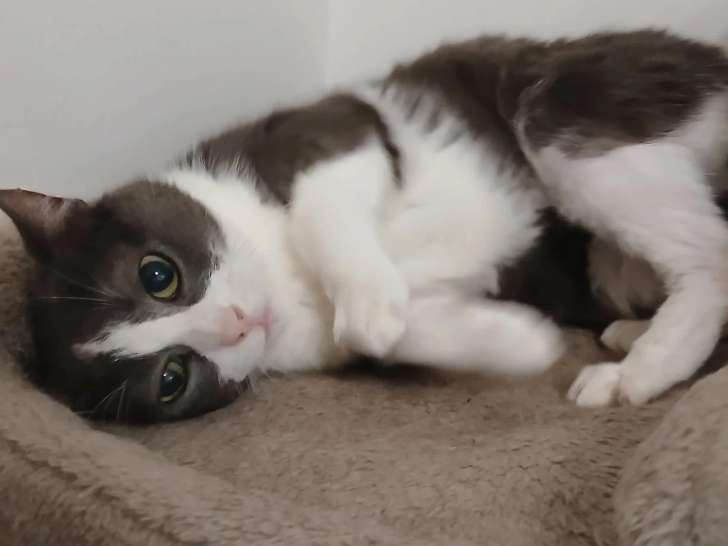 À la recherche d'une famille : chatte grise et blanche de 3 ans