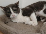 À la recherche d'une famille : chatte grise et blanche de 3 ans