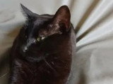 À adopter : chatte noire de 3 ans
