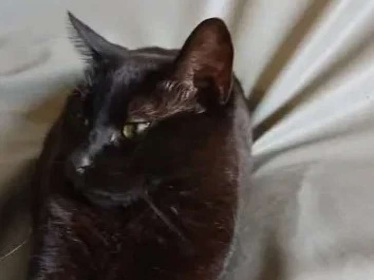 À adopter : chatte noire de 3 ans