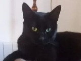 À adopter : chatte noire de 3 ans