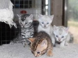 3 chatons Bengal mâles LOOF nés en mai 2026 à réserver