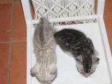 3 chatons Bengal mâles LOOF nés en mai 2026 à réserver