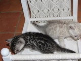 3 chatons Bengal mâles LOOF nés en mai 2026 à réserver