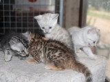 3 chatons Bengal mâles LOOF nés en mai 2026 à réserver