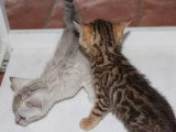 3 chatons Bengal mâles LOOF nés en mai 2026 à réserver