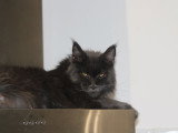 Chatons Maine Coon à vendre