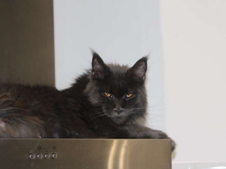 Chatons Maine Coon à vendre