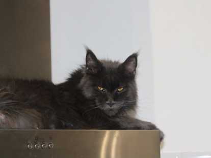 Chatons Maine Coon à vendre