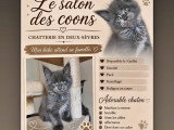 Chatons Maine Coon à vendre