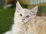 Chaton Maine Coon mâle roux tabby et blanc inscrit au LOOF à vendre