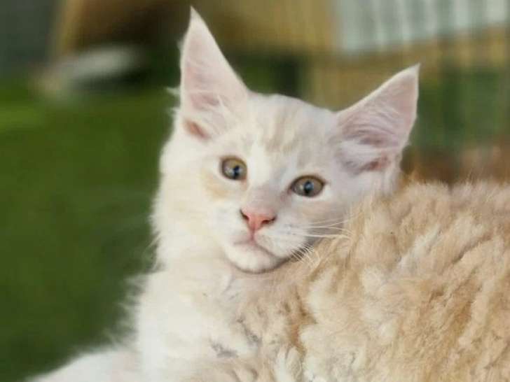 Chaton Maine Coon mâle roux tabby et blanc inscrit au LOOF à vendre