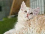 Chaton Maine Coon mâle roux tabby et blanc inscrit au LOOF à vendre
