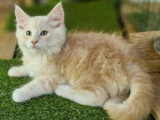 Chaton Maine Coon mâle roux tabby et blanc inscrit au LOOF à vendre
