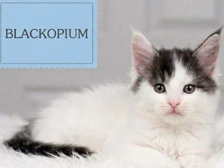 6 chatons Maine Coon LOOF nés en mai 2026 à réserver