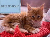 6 chatons Maine Coon LOOF nés en mai 2026 à réserver