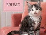 6 chatons Maine Coon LOOF nés en mai 2026 à réserver