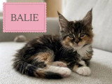6 chatons Maine Coon LOOF nés en mai 2026 à réserver