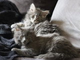 Trois chatons Maine Coon femelles d'avril 2026 non LOOF en vente