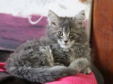 Trois chatons Maine Coon femelles d'avril 2026 non LOOF en vente