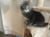 Trois chatons Maine Coon femelles d'avril 2026 non LOOF en vente