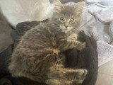Trois chatons Maine Coon femelles d'avril 2026 non LOOF en vente