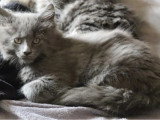 Trois chatons Maine Coon femelles d'avril 2026 non LOOF en vente
