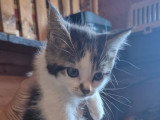 Bianca, chatonne à adopter en association