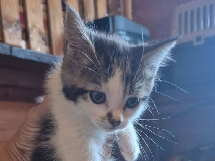 Bianca, chatonne à adopter en association