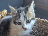 Bianca, chatonne à adopter en association