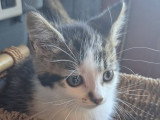 Bianca, chatonne à adopter en association
